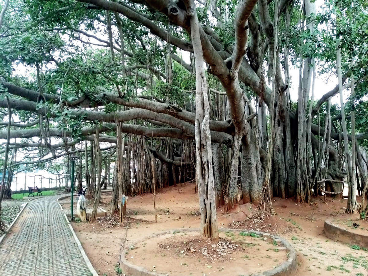 Watch: Big Banyan Tree set to spread its wings