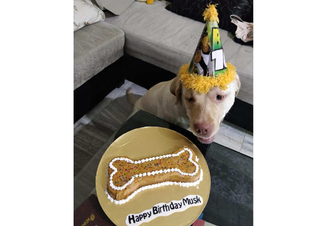 Jaipurites Now Your Pet Can Have Its Cake And Eat It Too Jaipur News Times Of India