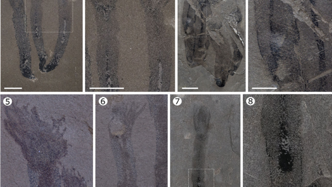 Greta Ramirez-Guerrero identified a 450-million-year-old jellyfish relative<br>