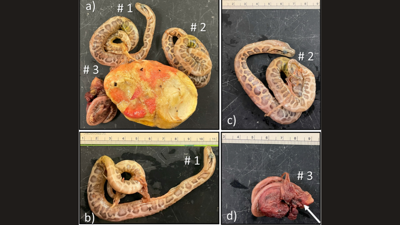Scientists find twin and triplet embryos inside two eggs laid by one wild Burmese python in Florida, marking a first for snakes<br>