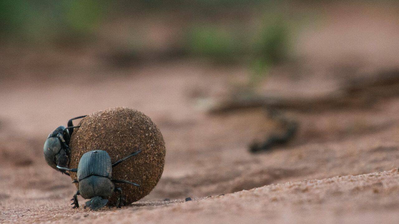 A new species hidden among collected beetles