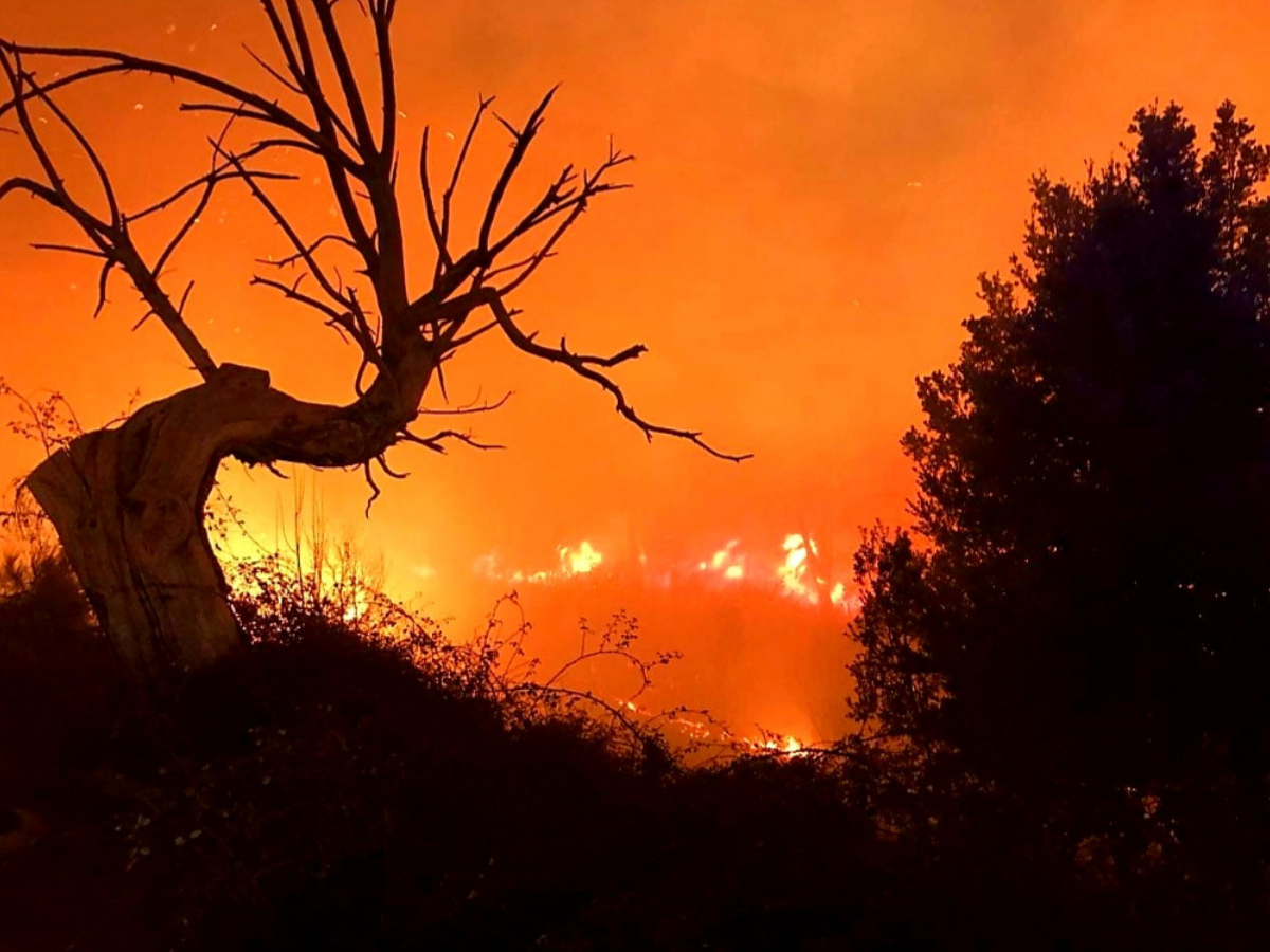 Karnataka: Fire breaks out at Cauvery Wildlife Sanctuary, officials ...
