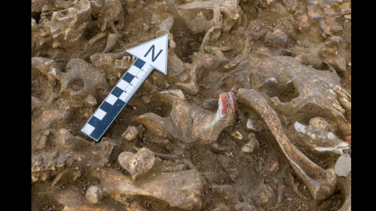 7,000-year-old beaver bones found along a major power line route