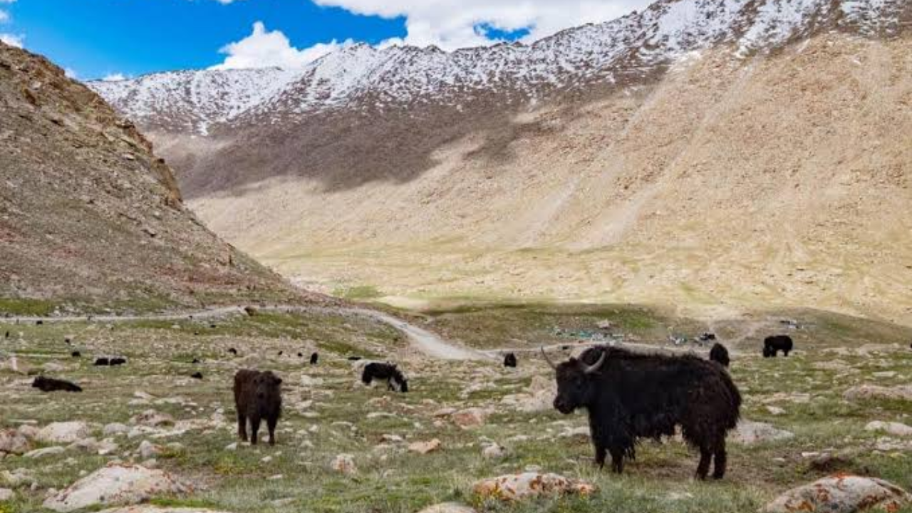 Unlike many familiar cheeses, Ladakhi Churpi is commonly used as a cooking ingredient.