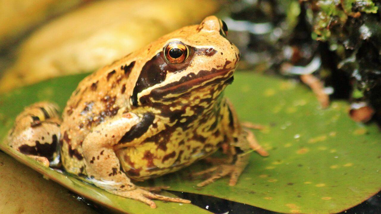 How bullfrogs became an Arizona problem<br>