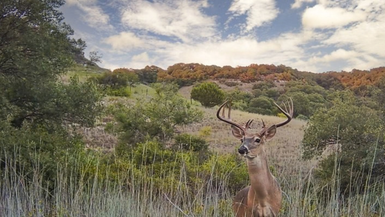 Decades of work to bring back native habitat<br>