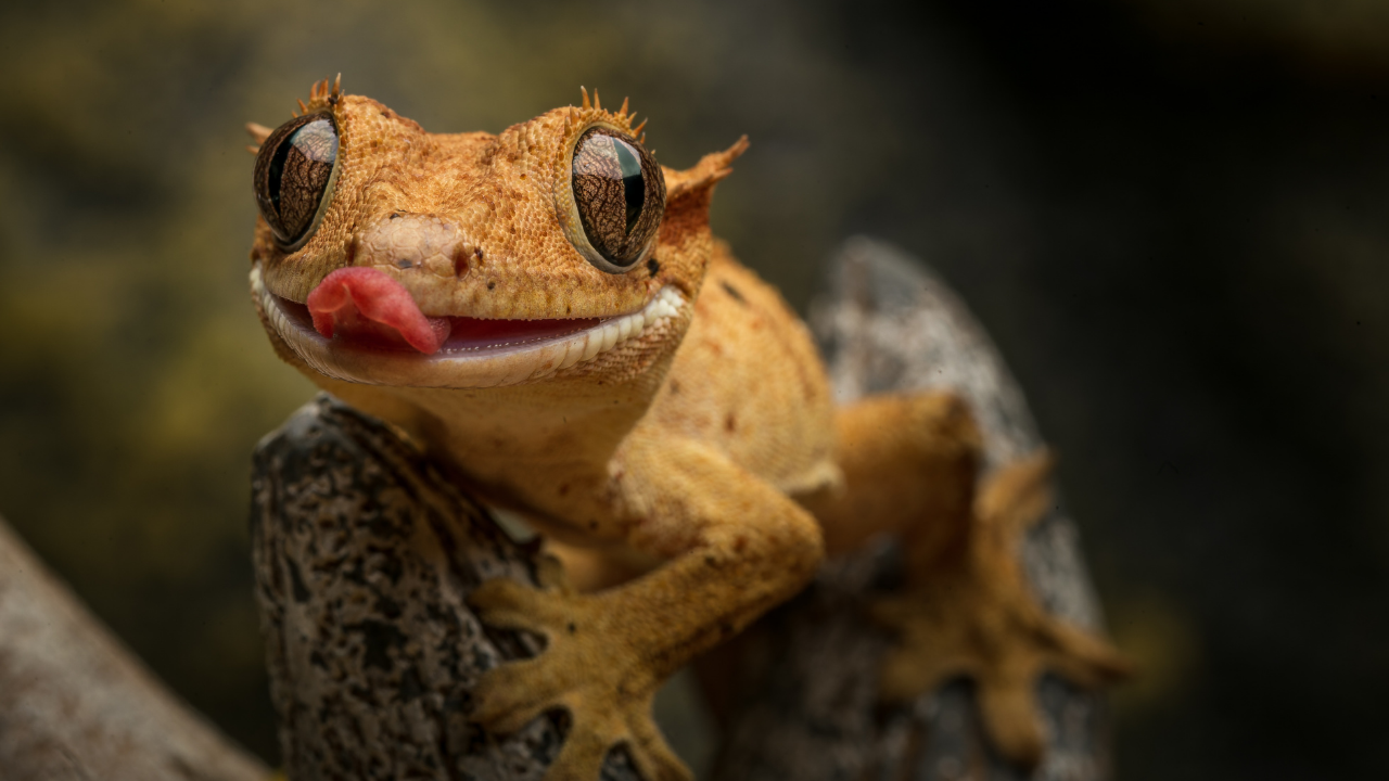 Why Nasa sent geckos into space without food or water