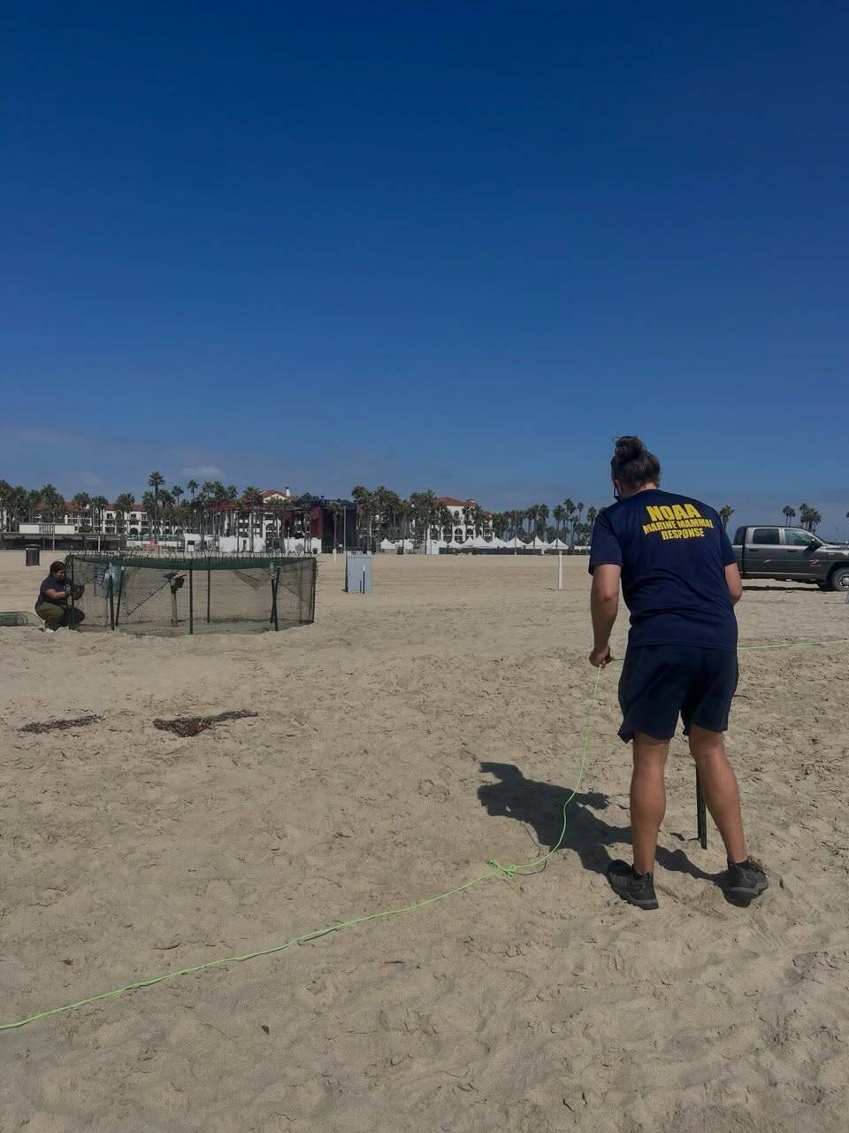 The nest was discovered near Seal Beach on September 16.