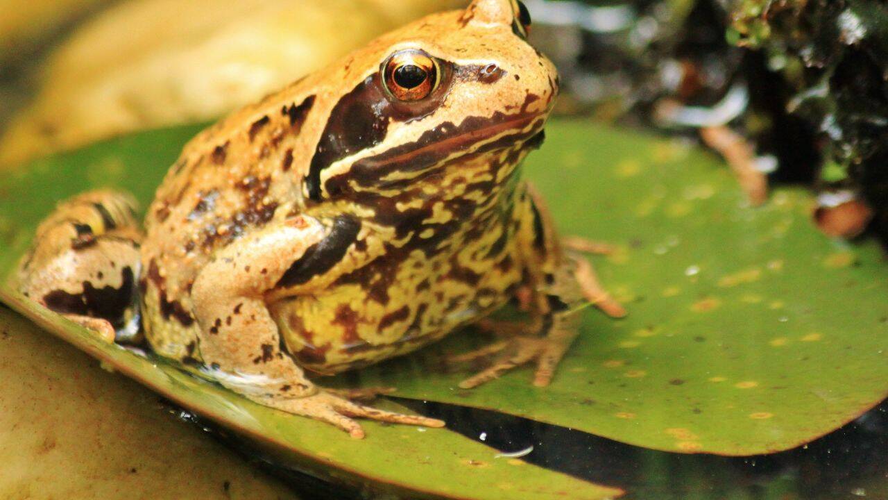 The Ishigaki toads developed a evolutionary changes<br>