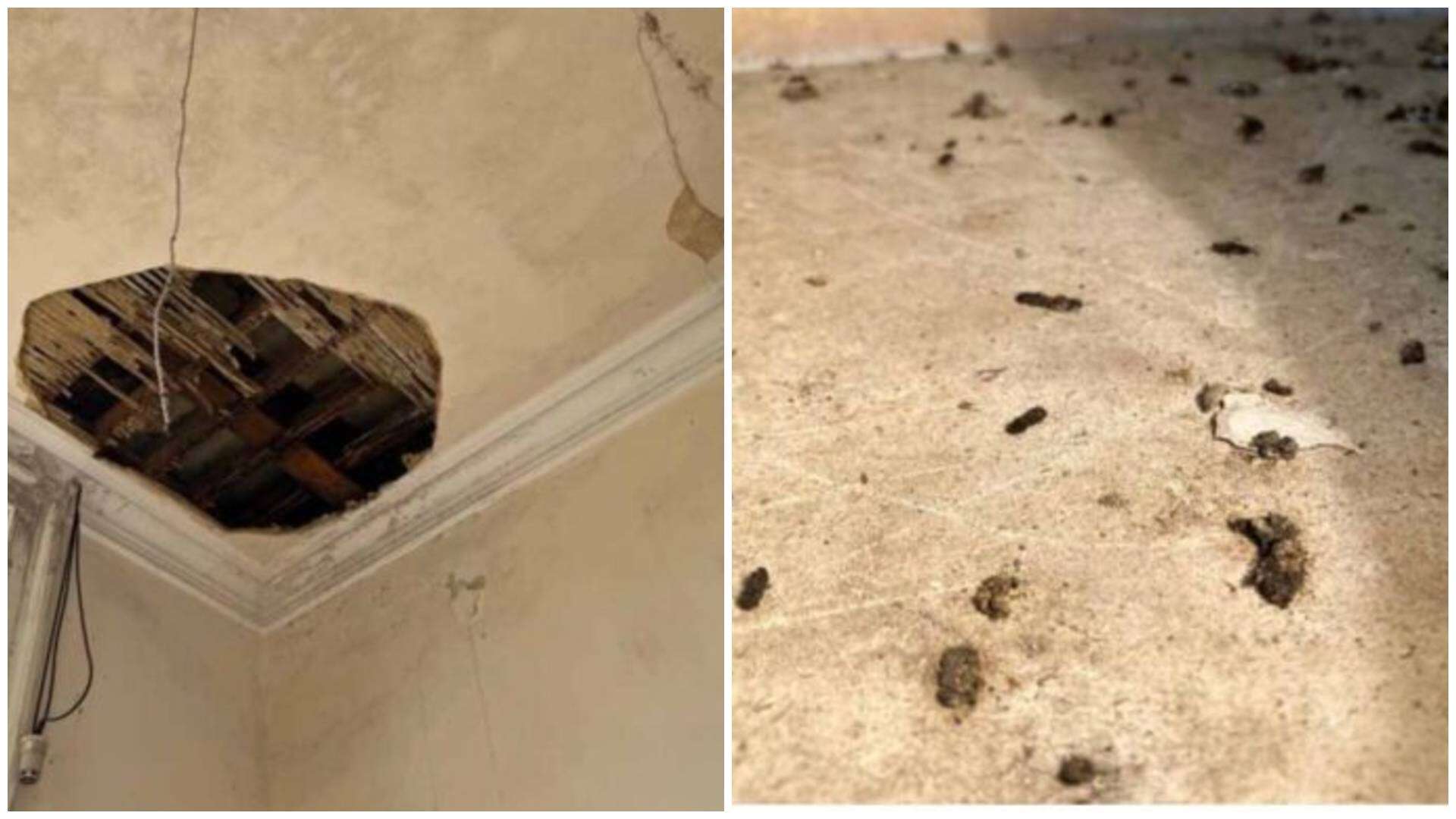 The owners must conduct three bat-emergence surveys as authorities push for repairs to the famous Wayne Manor.