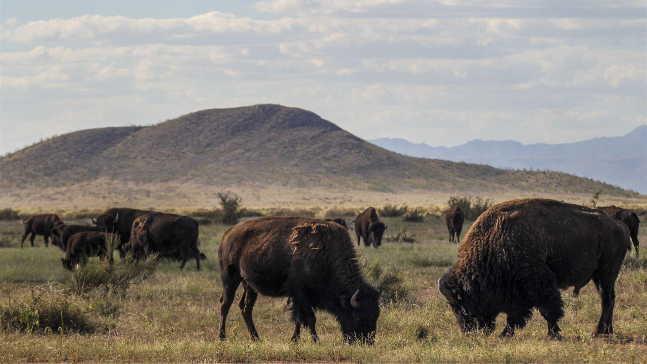 How Mexico brought bison back after more than a century<br>