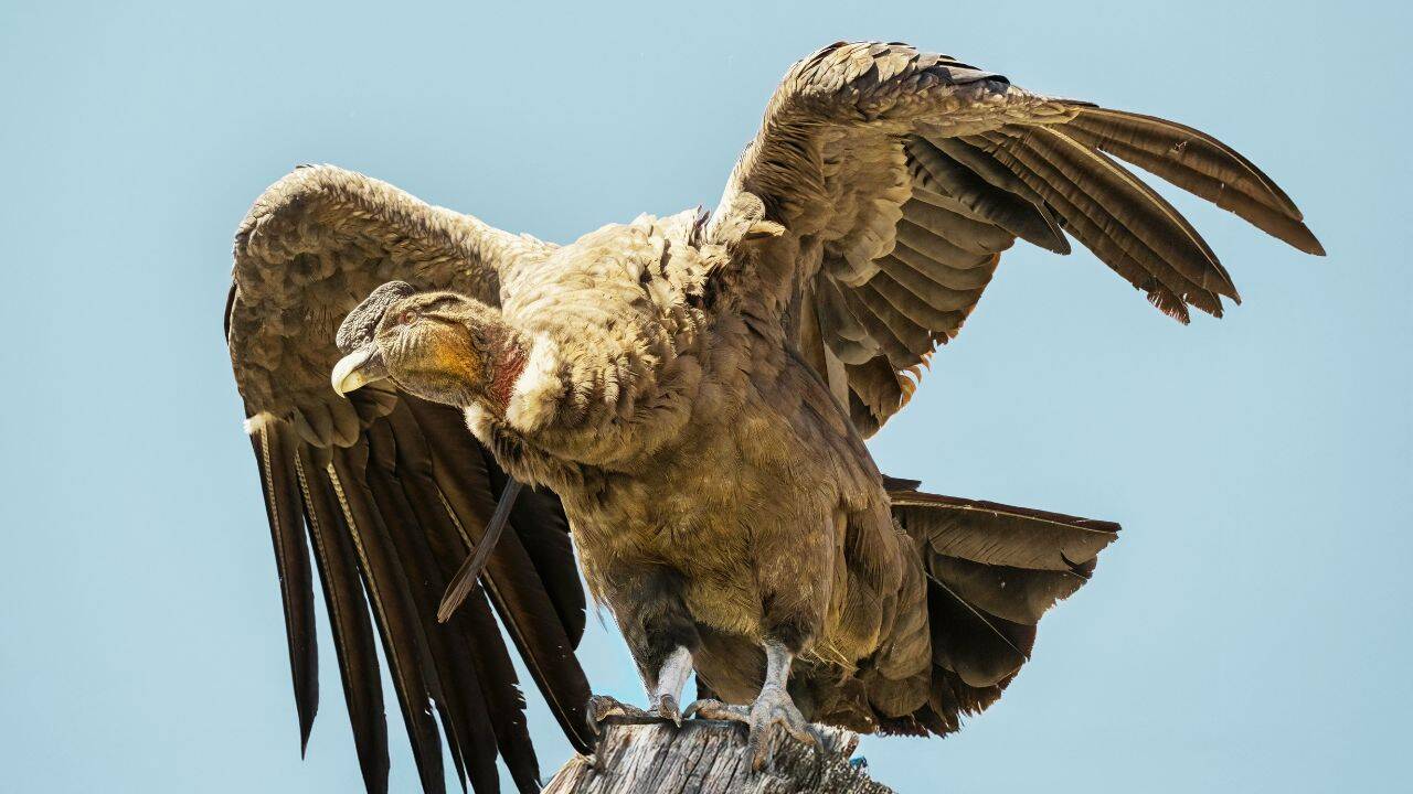 Bird Fest, Chile