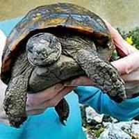 Tortoise cheats death 71 yrs after surviving Nazi bomb