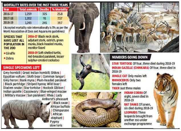 Delhi zoo animal mortality rate nearly 20% | Delhi News - Times of India