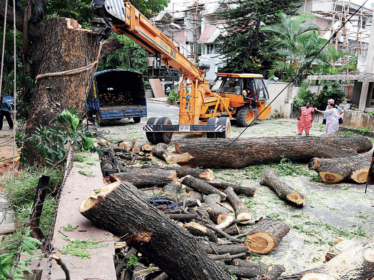 Objections To Tree Felling Copy That   84215503 