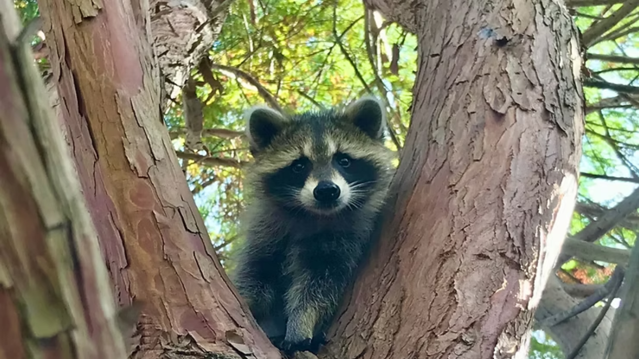 Paula Woodside runs Woodside Wildlife Rescue