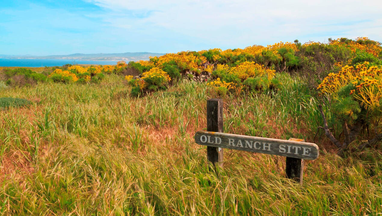 By mid-century, the environmental consequences of ranching were becoming increasingly difficult to ignore. The Navy took over the island for military purposes and sheep grazing was gradually restricted. By mid-century, the environmental consequences of ranching were becoming increasingly difficult to ignore. The Navy took over the island for military purposes and sheep grazing was gradually restricted.