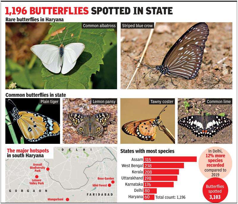 60 butterfly species thrive at 6 sites in Haryana, two of them in