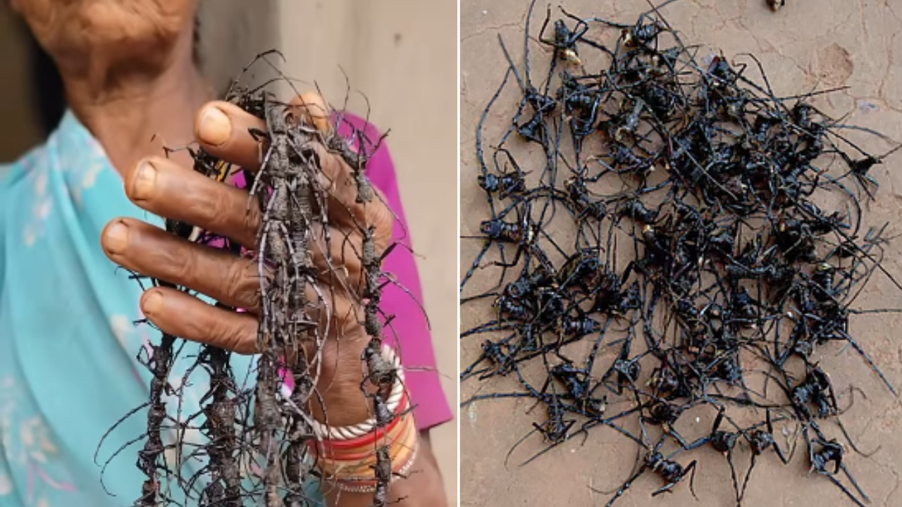 Villagers reach the forest before sunrise to collect Sal Borer insects when they are relatively inactive.
