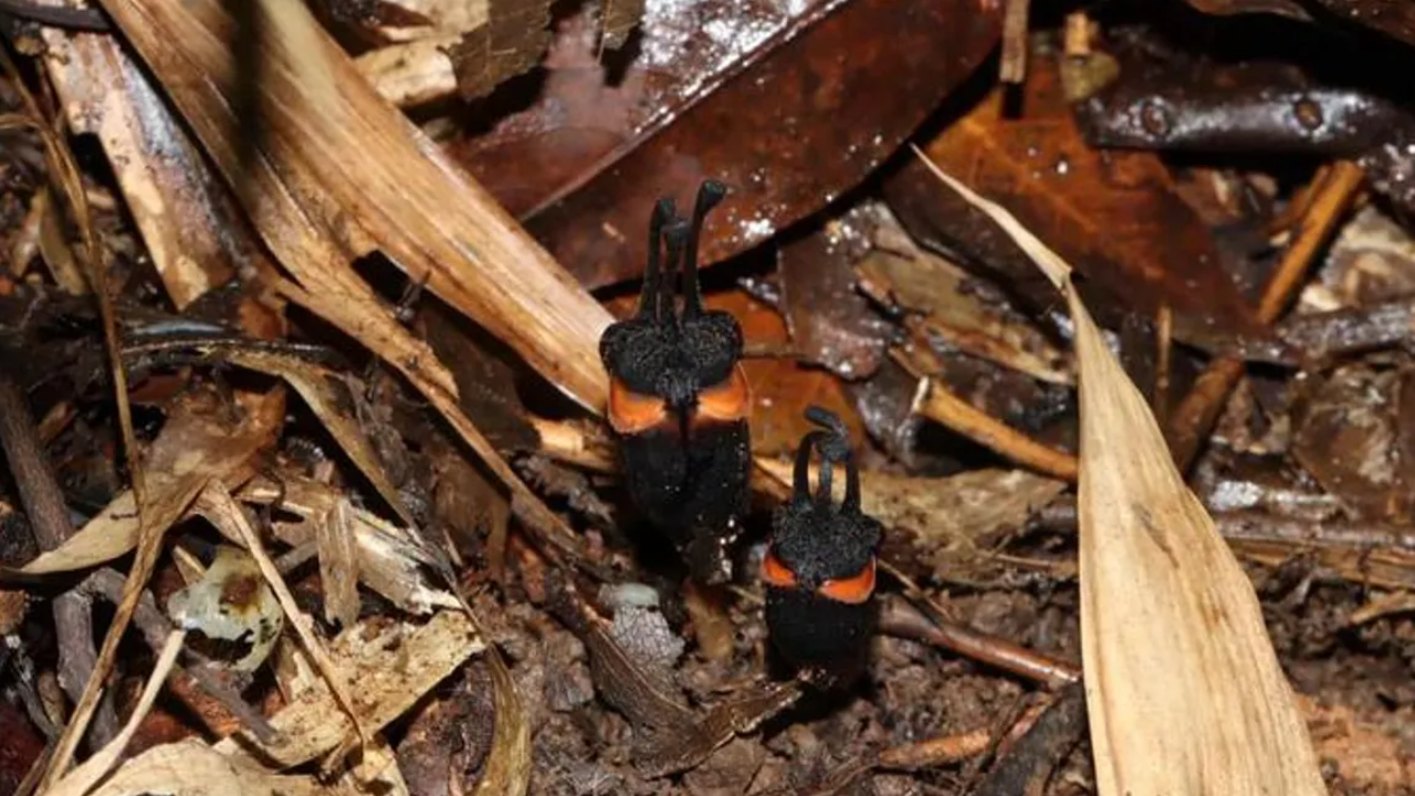 Discovered in a Thai forest, Devil forest