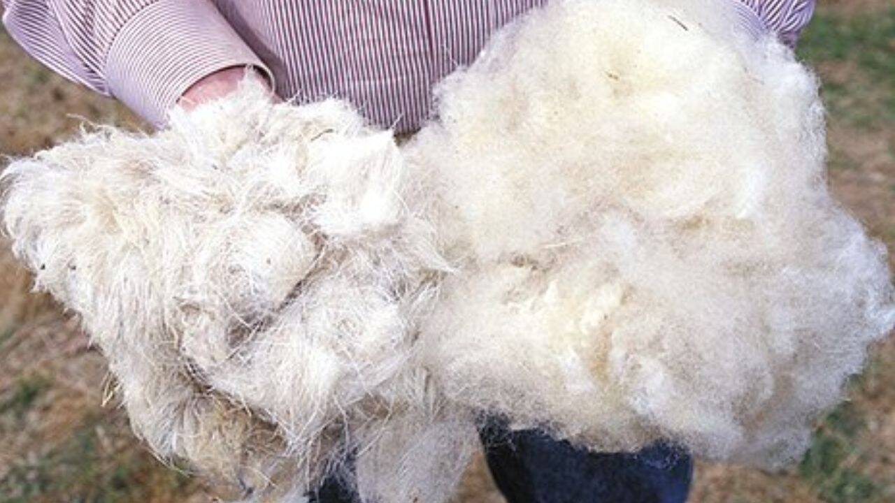 How did researchers turn waste wool into building panels<br>