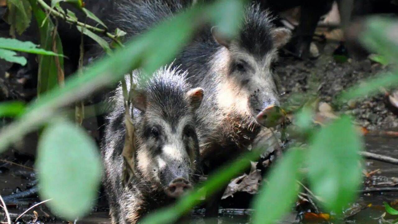 13 white-lipped peccaries return to Costa Rica’s national park<br>