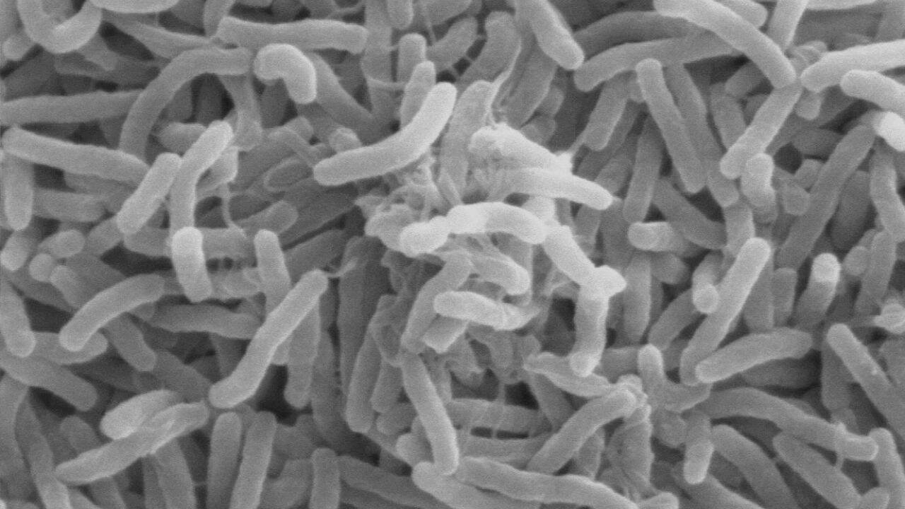 Taking antibiotics? Eating a lot of sugar at the same time may make the damage to your gut worse, scientists have found, suggesting that what you eat during a course of antibiotics could affect how well your body recovers