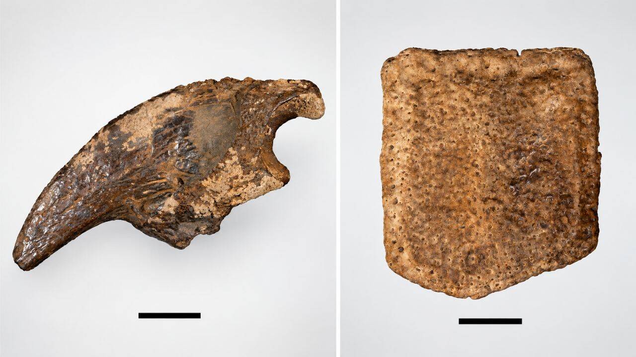 The underwater cave preserved a varied Ice Age animal community