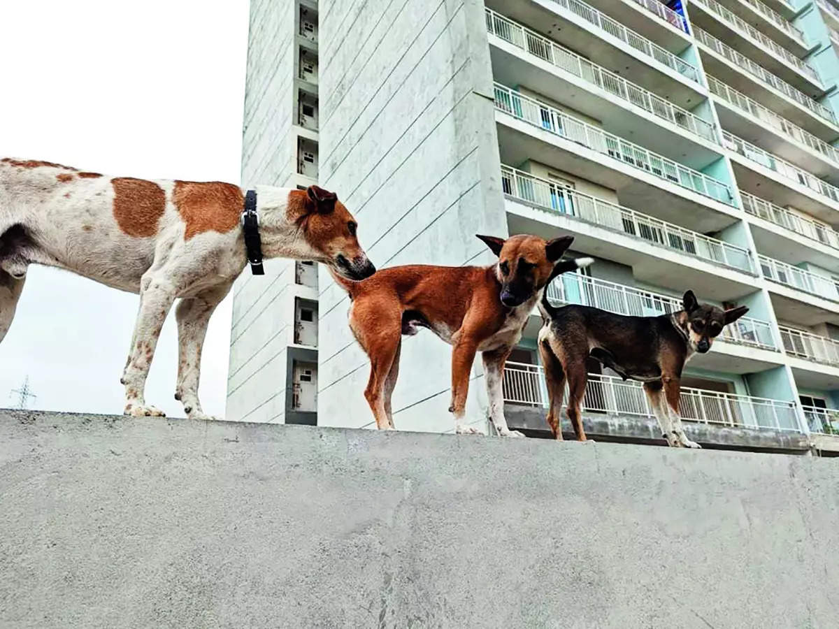 Dogs on the streets