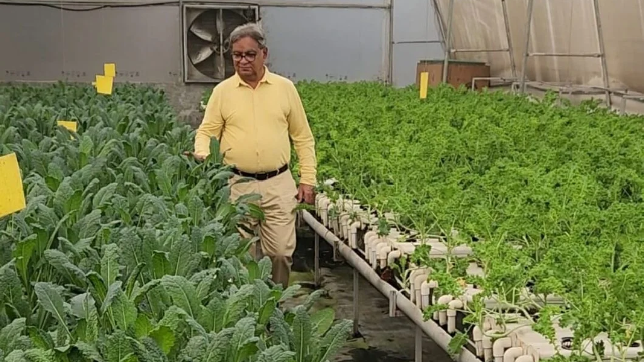 Saffron corms are grown on racks inside a controlled indoor environment.