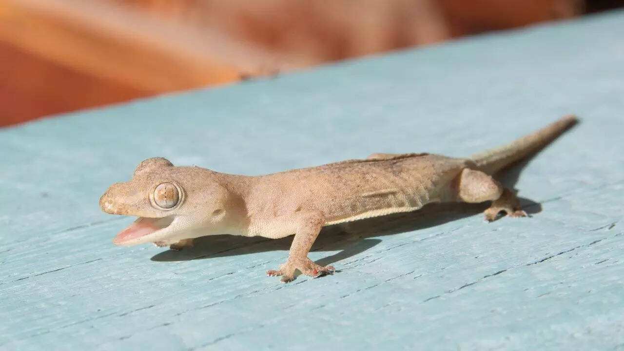 Most common lizards found indoors are house geckos