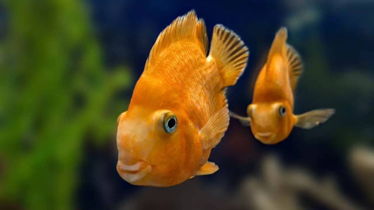Goldfish