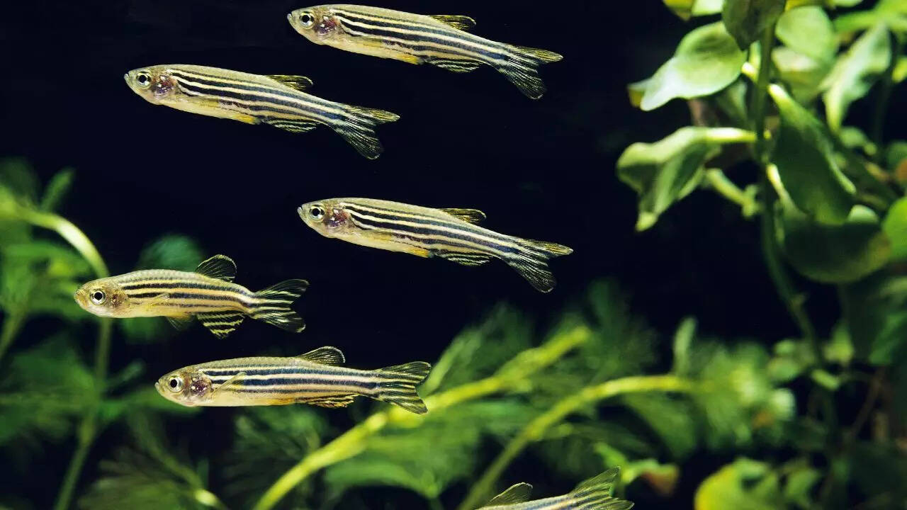 ​​Zebrafish