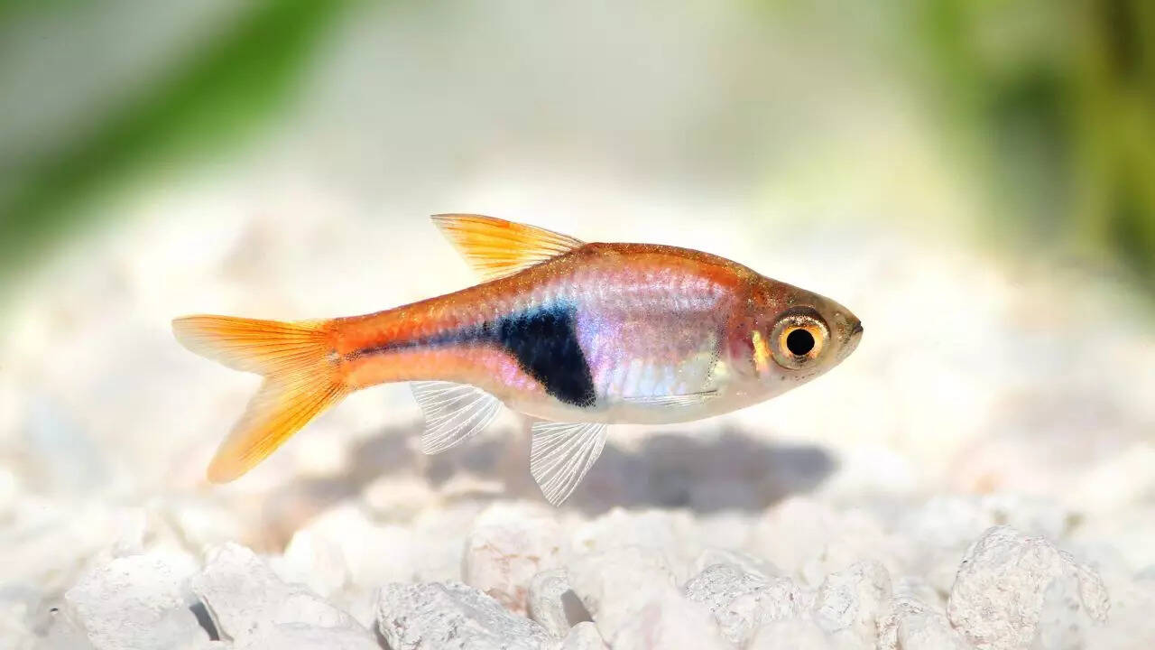 Harlequin rasboras
