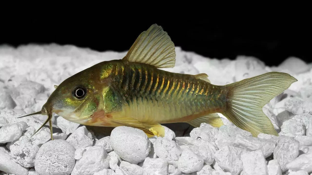 ​​Cory Catfish