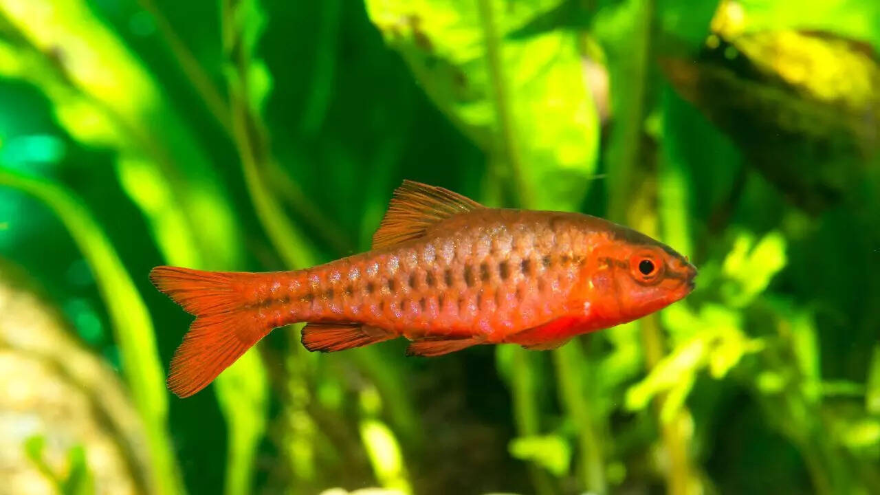 Cherry barbs