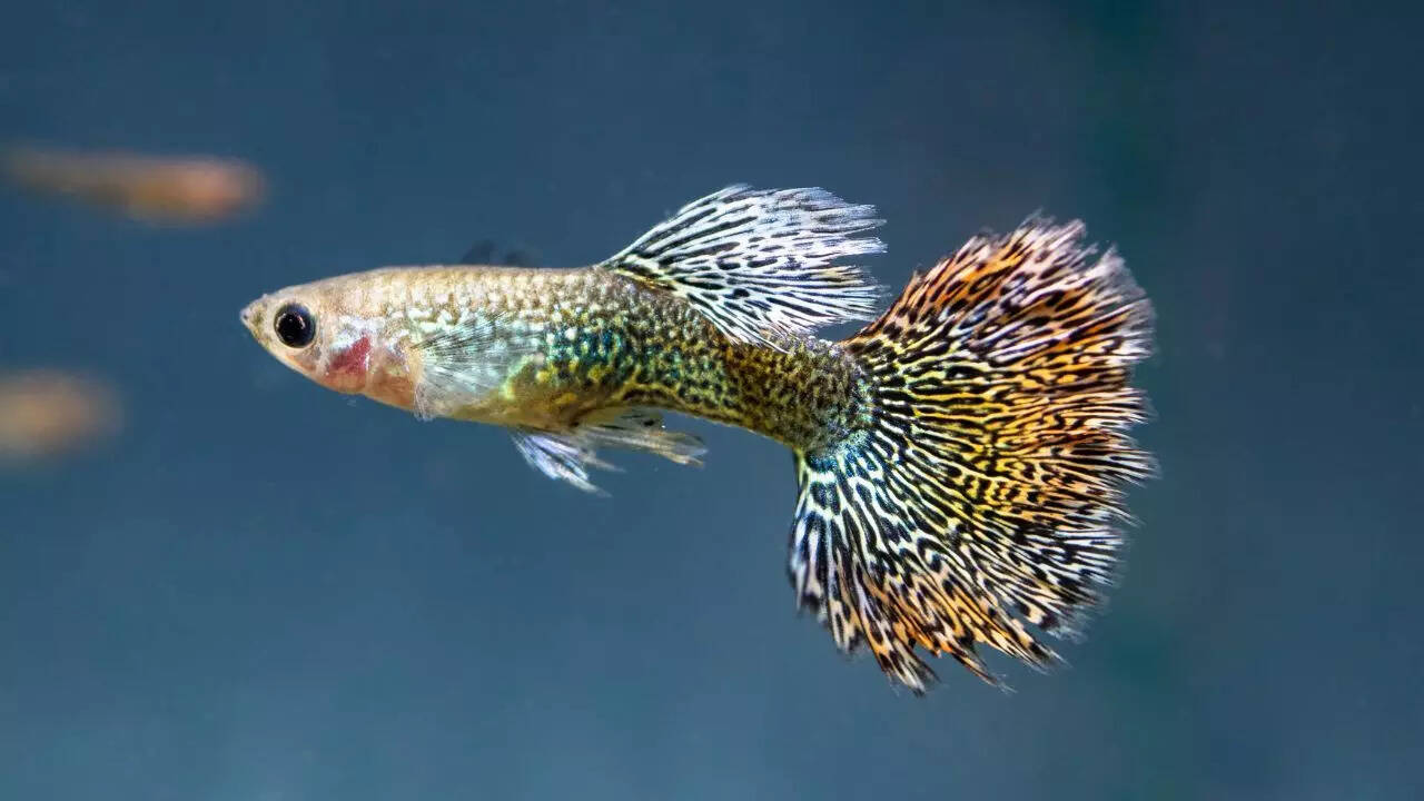 Guppies