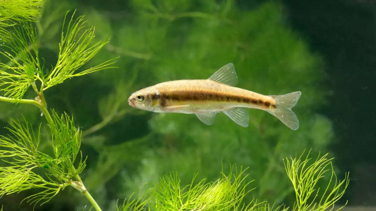 White Cloud Minnows