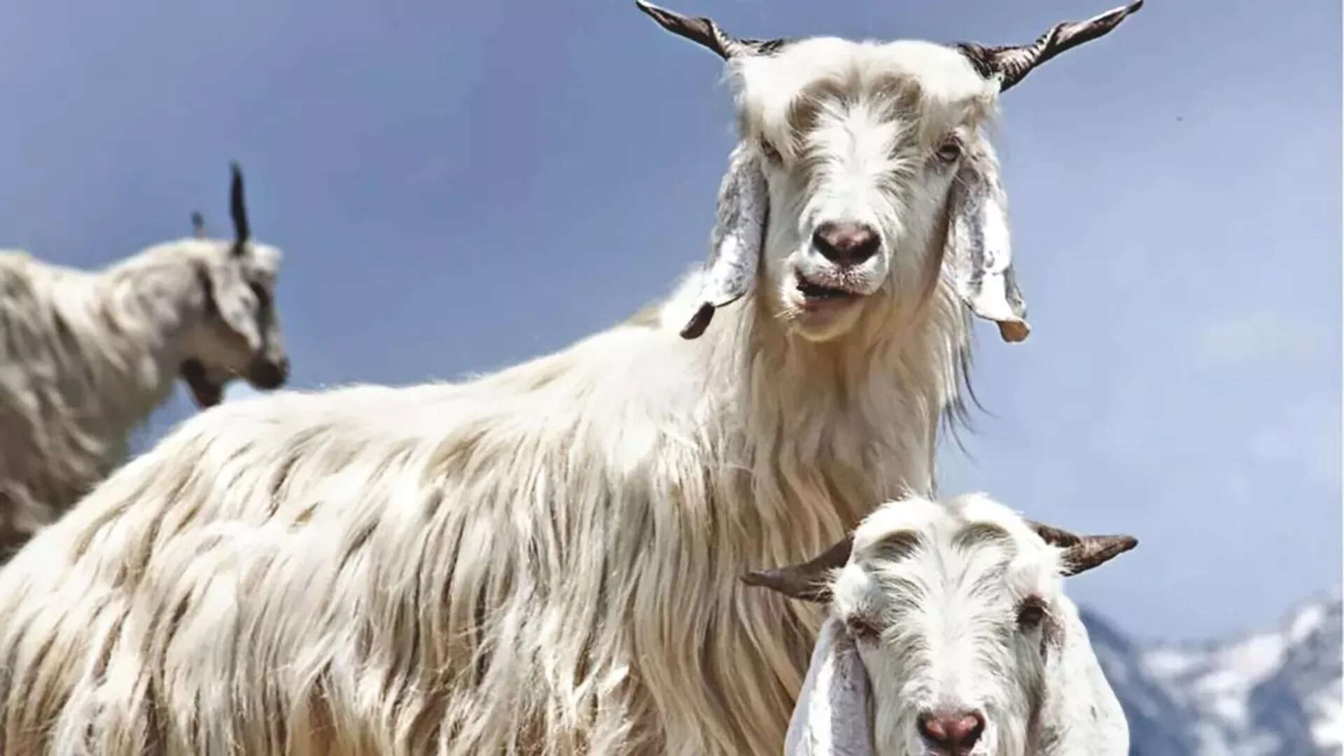 capra hircus goat