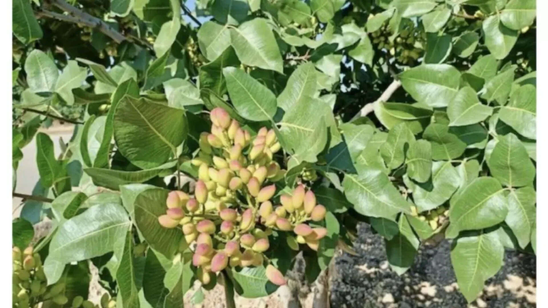 Iran’s share of the global pistachio pie is shrinking to levels not seen in half a century.<br><br>