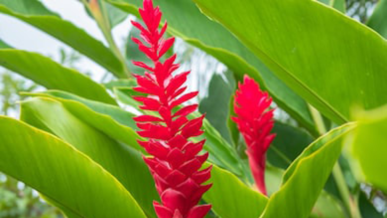 Why Shampoo Ginger Is Trending For Haircare