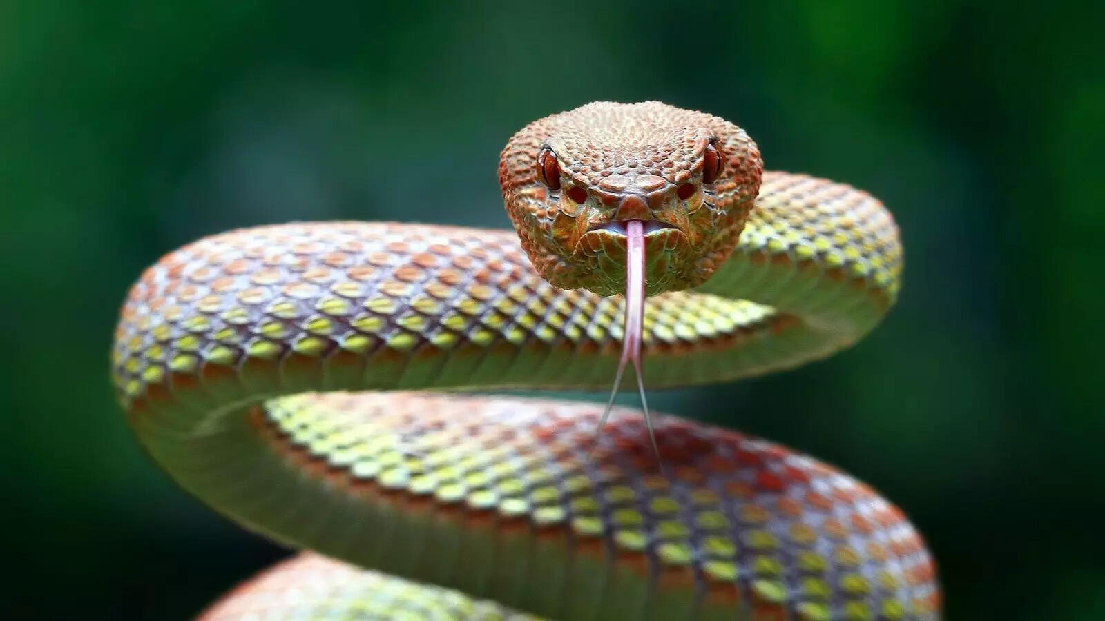 Explained: How these 5 animals sense danger before humans
