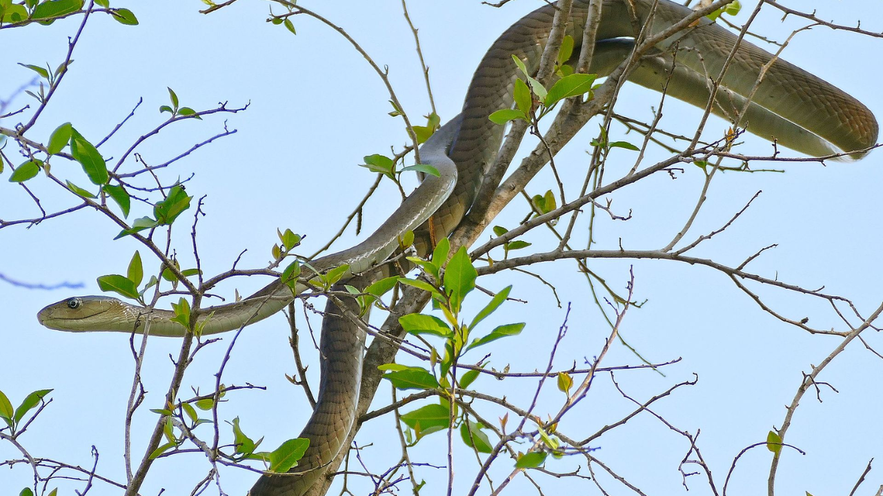Juvenile in a tree, Kruger National Park, South Africa (Image: Wikipedia)