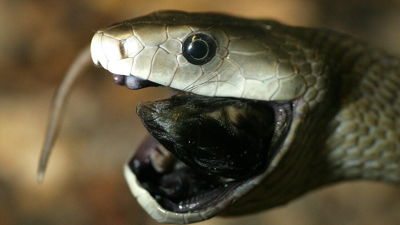 A black mamba swallowing prey (Image: Wikipedia)