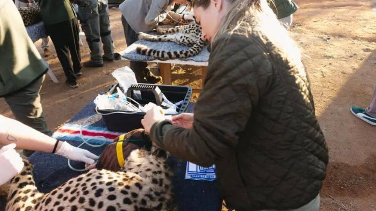 Cheetahs are returning to the Greater Luangwa Ecosystem