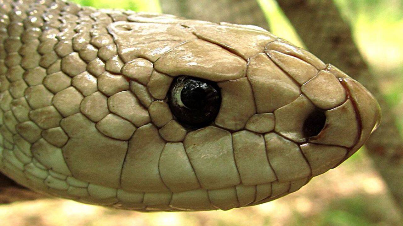 Wikipedia How can a DNA test find an eastern pine snake without direct contact