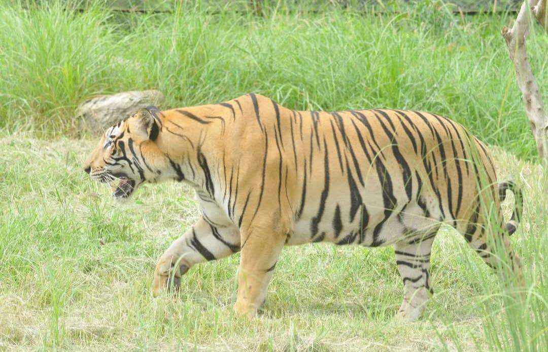 Tiger kills zoo cleaner after guard leaves enclosure open in Jaipur.jpeg