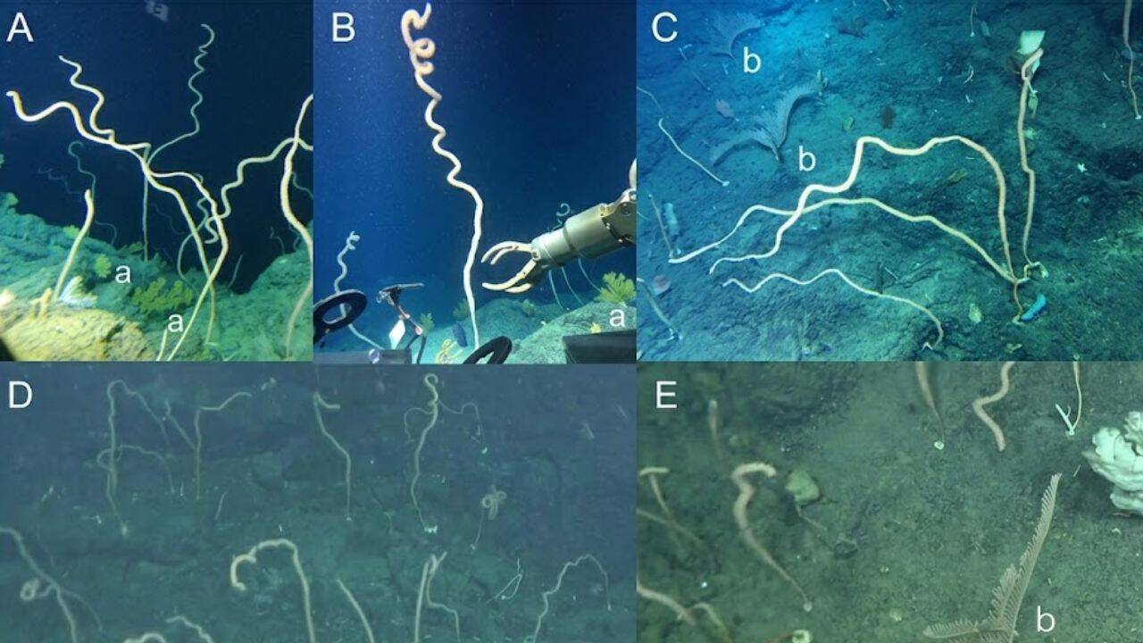 Deep-water bamboo coral forest discovered near the Xisha Islands<br>