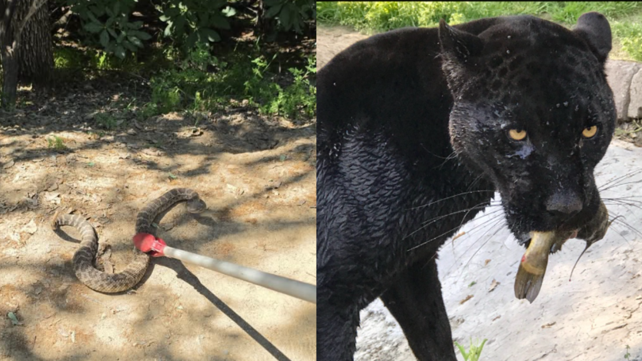 California black jaguar Samba dies after snake bite at the sanctuary (Image: Dale Anderson, Project Survival's Cat Haven)