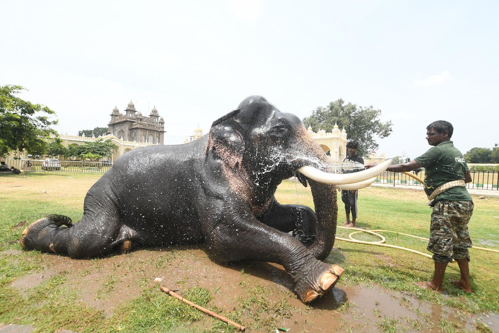 Dasara jumbo.JPG